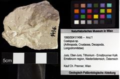 Foto (Objket + Etiketten) von Cracensigillatus acutirostrus (Moericke, 1889) 